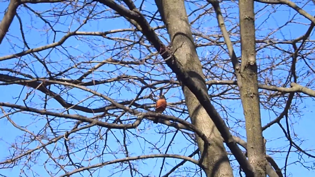 The Robins Come Home YouTube