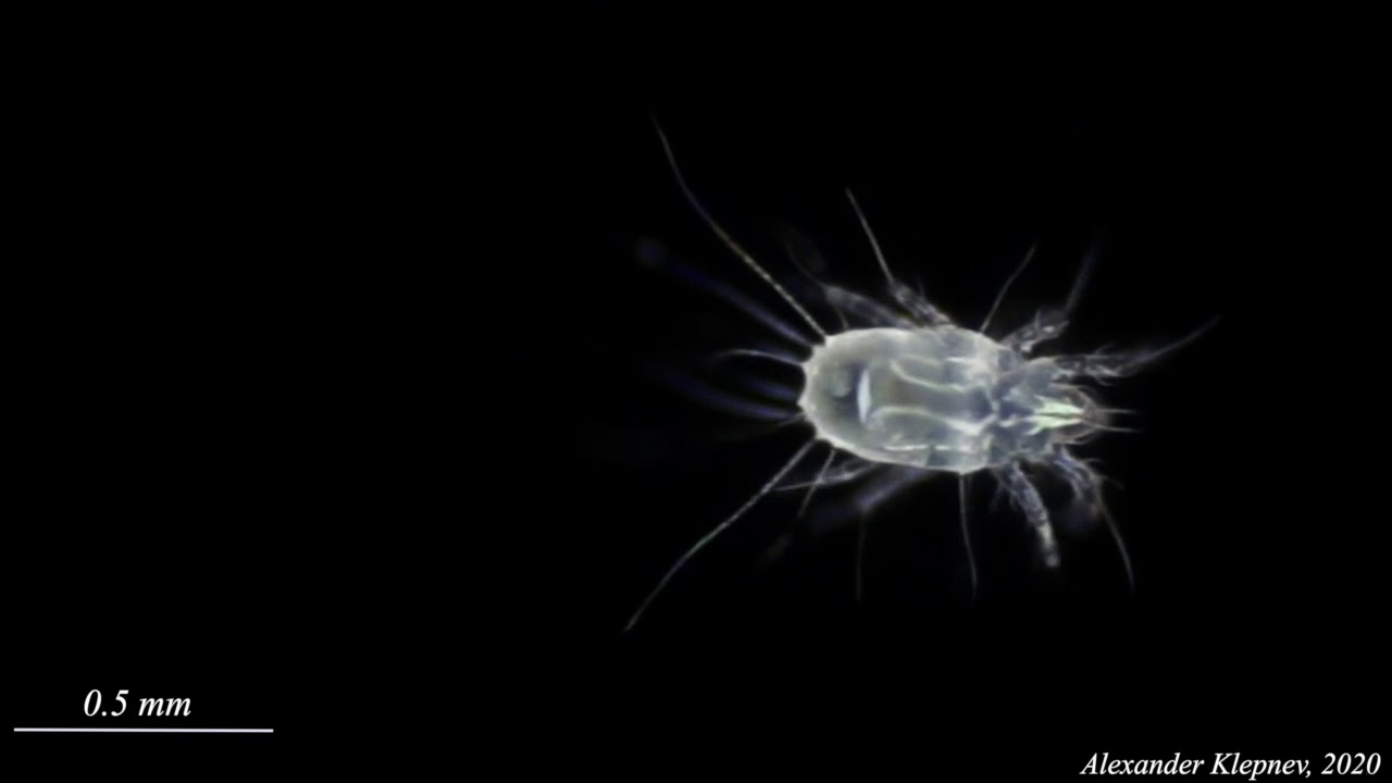 Acari under microscope - YouTube