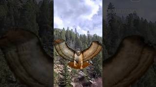 Surrounded by 8 hawks - very cool experience #nature  🦅
