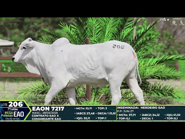 LOTE 206