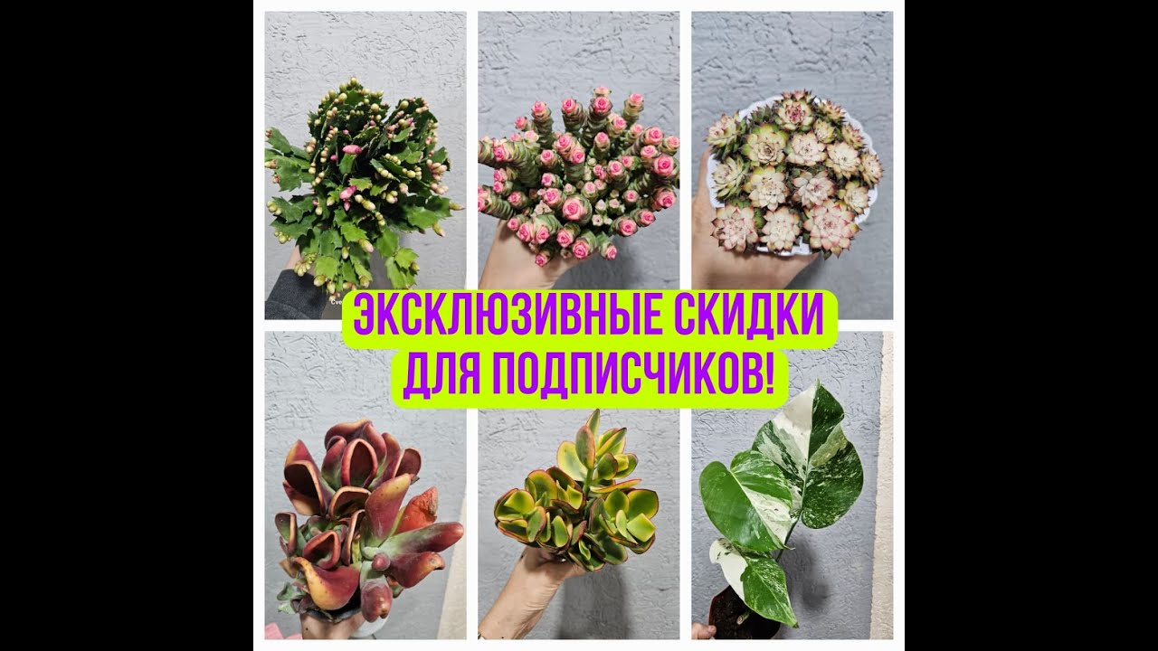 Эксклюзивные Скидки для Подписчиков от 03.03.26 Онлайн Розыгрыш