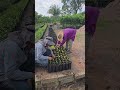 Paso a paso sembrando plántulas de volkameriano en el vivero 🍋🌳👨‍🌾🍊 #parati #foryou 