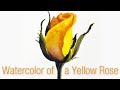 Still Life #87 - Step-by-step watercolor painting of a Yellow Rose Bud