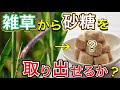 【実験】サトウキビの仲間なら雑草でも砂糖を取り出せるか？