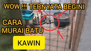 Wow moment langka!!! Inilah Proses Murai Batu Kawin