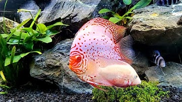 Note นันทวัน สวนหลวง ร.9 II - Overflow ตู้ปลา 72 20 48 (19 มิลเทมเปอร์) กรองล่าง 60" Set 2