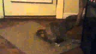 spaz kitty 2