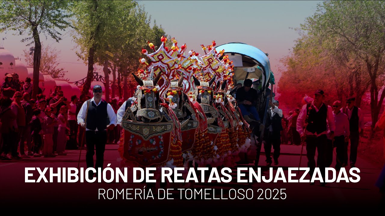 Mulas, carros y tradición: el corazón de Tomelloso late más fuerte en su Romería