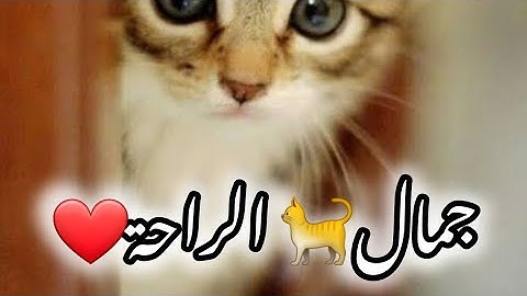 تلاوة خاشعة من سورة لقمان | الآيات 11-14 بصوت جميل يلامس القلوب🌍❤️☝️