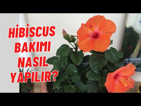 Video: Hibiskus veya Çin gülü: yetiştirme ve bakım