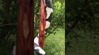 Cobra walking stick