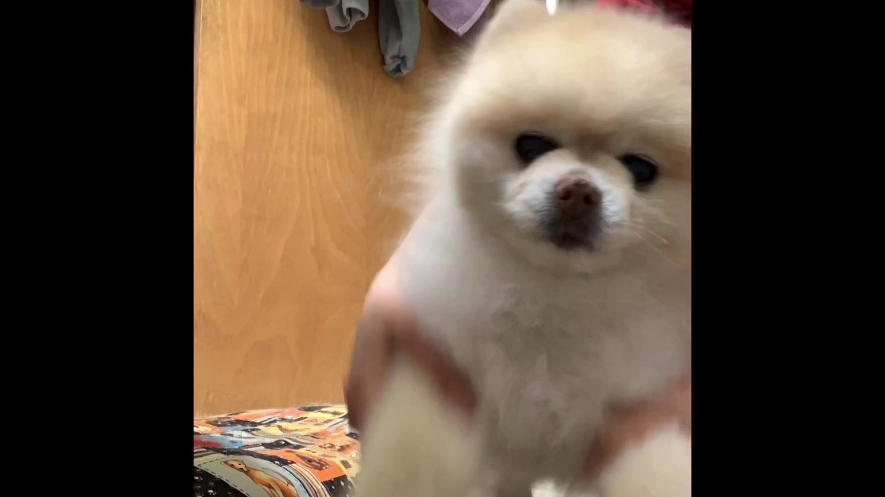 Pomeranian Gets a GROOM Pawdicure Trim I Quarantined YouTube