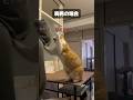 胸男と胸子が猫にチュールを焦らした時の反応を比較。 #shorts