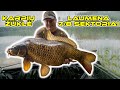 Karpių žvejyba. Laumena - 7/8 sektoriai. (Carp Fishing @ Laumena)