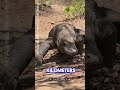 Meet the World’s Biggest and Deadliest Lizard!