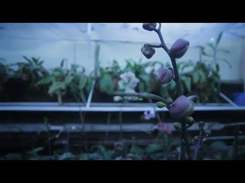 Video: Ako Zalievať Orchideu V Zime? Ako často By Ste Mali Polievať Počas Kvitnutia? Koľkokrát By Mali Byť Deti Z Orchideí V Zime Napojené Doma?
