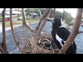 Magpie Feeds Young Ones Lying in a Nest - 1070020-1