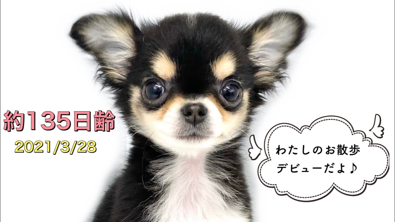 生後4ヶ月半で980gのマイクロチワワちゃん！お散歩デビュー