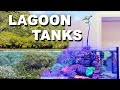 Lagoon aquarium  shallow reef 