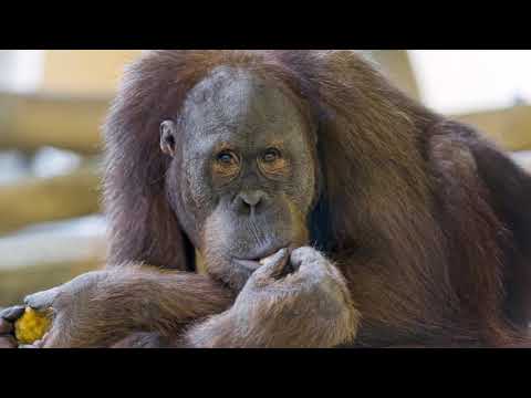 Видео: Потому что нельзя быть на свете гориллой такой.