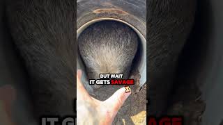 The Wombat Defends Itself With Its