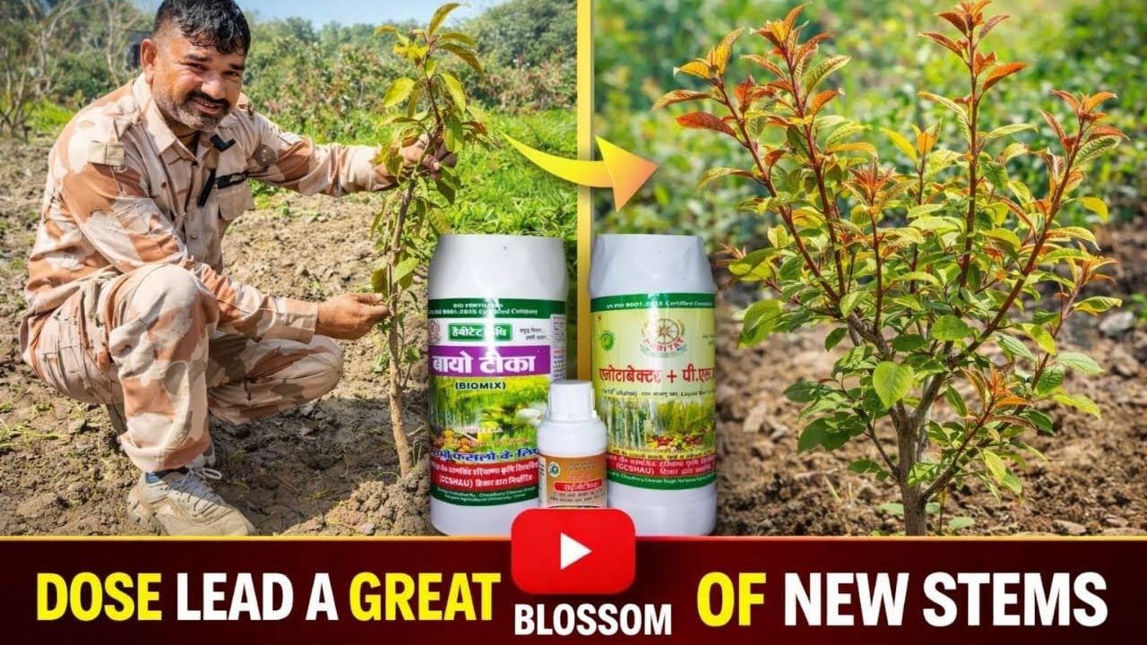 #farming #agriculture --A great result Thanku HAU🌱🌱🌿🌿