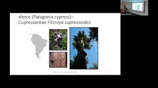 Trees of South America - SFA Dendrology Lecture (FORS 2319)