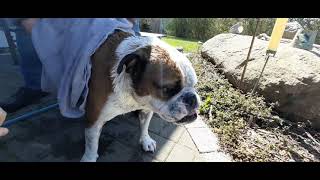 englische Bulldogge lustig Egon wird gebadet und will nicht.