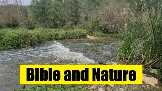 A Natural Toothbrush And A Biblical Hero The Story Of Nahal Sorek