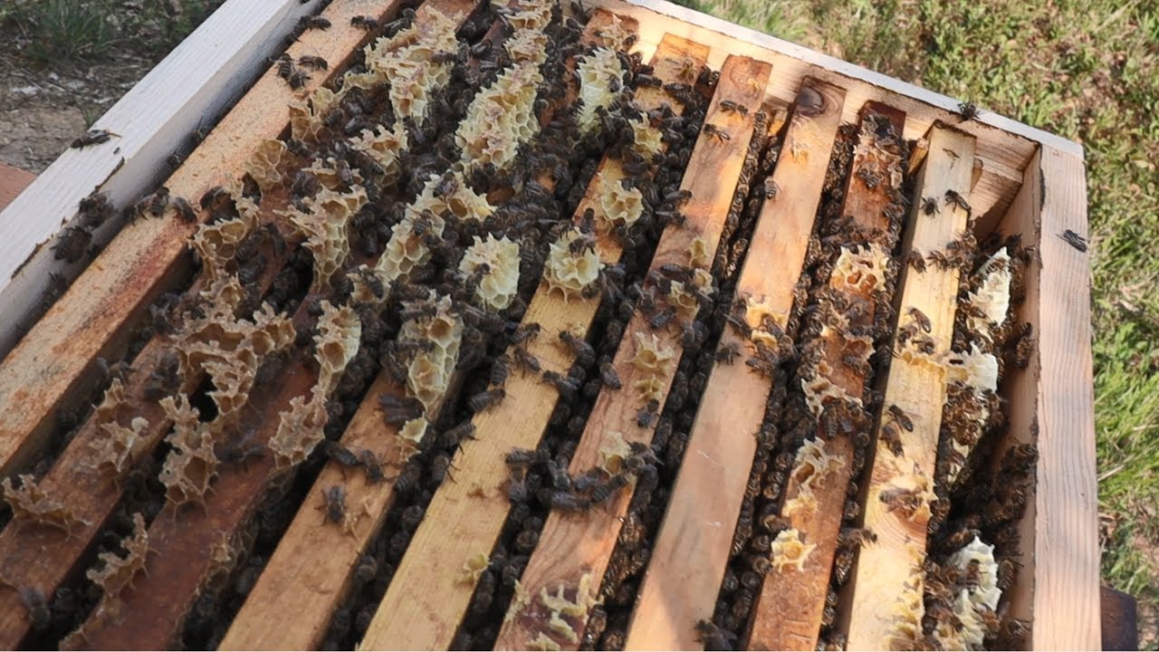 2021 Yılı Paket Arı Satışı Hakkında Bilgi