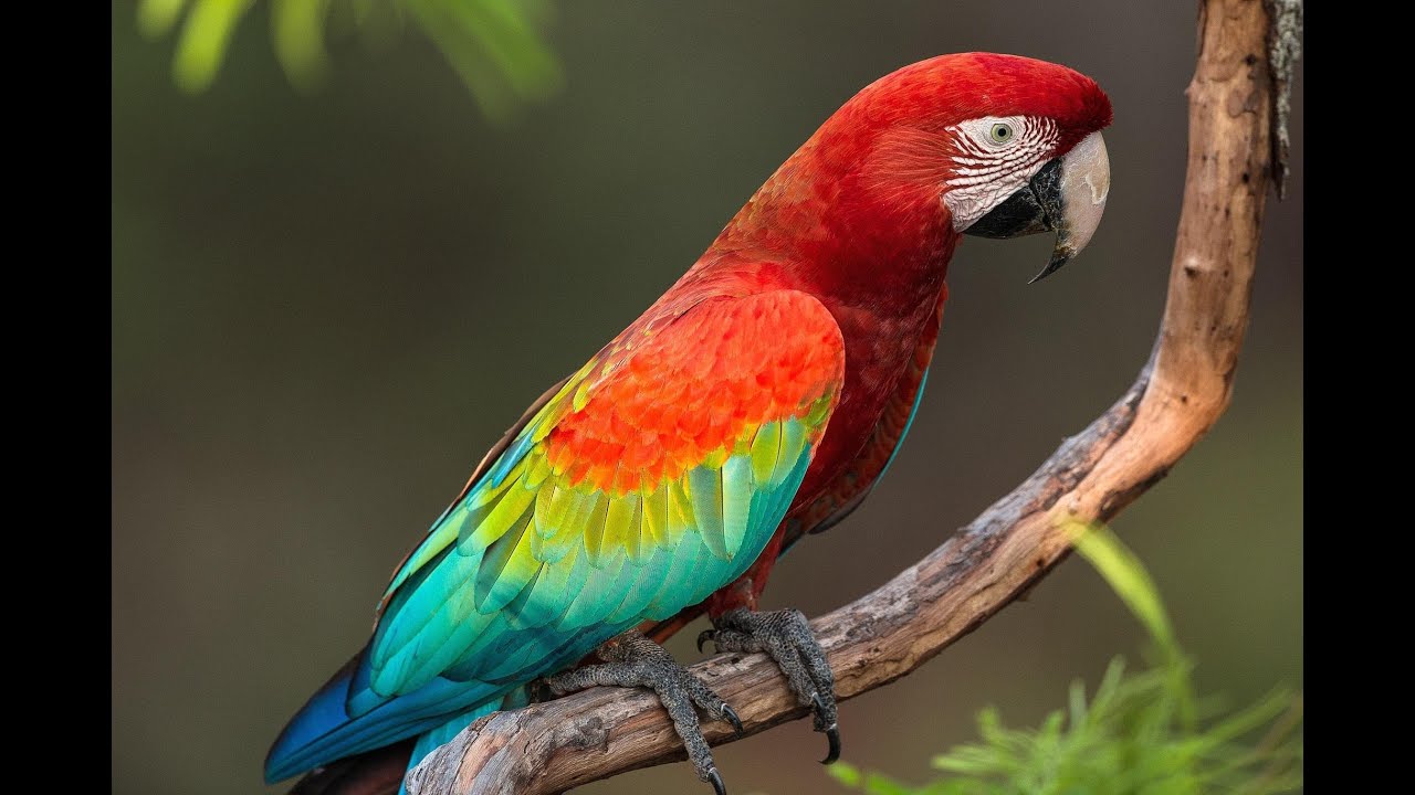 TPM Tamil Song No. 518 - Meigameedhinil Yeisu Raajanay.....