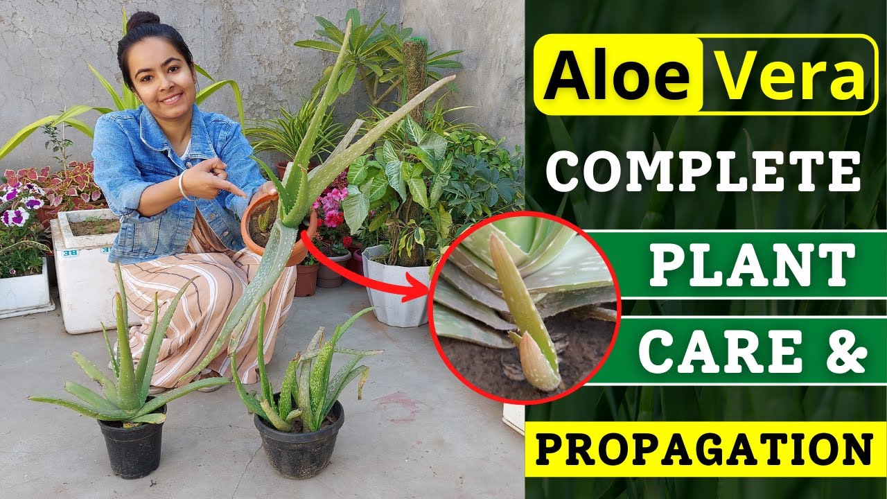Aloe Vera Plant Care Tips Aloe Vera Plant Repotting Aloe Vera Plant