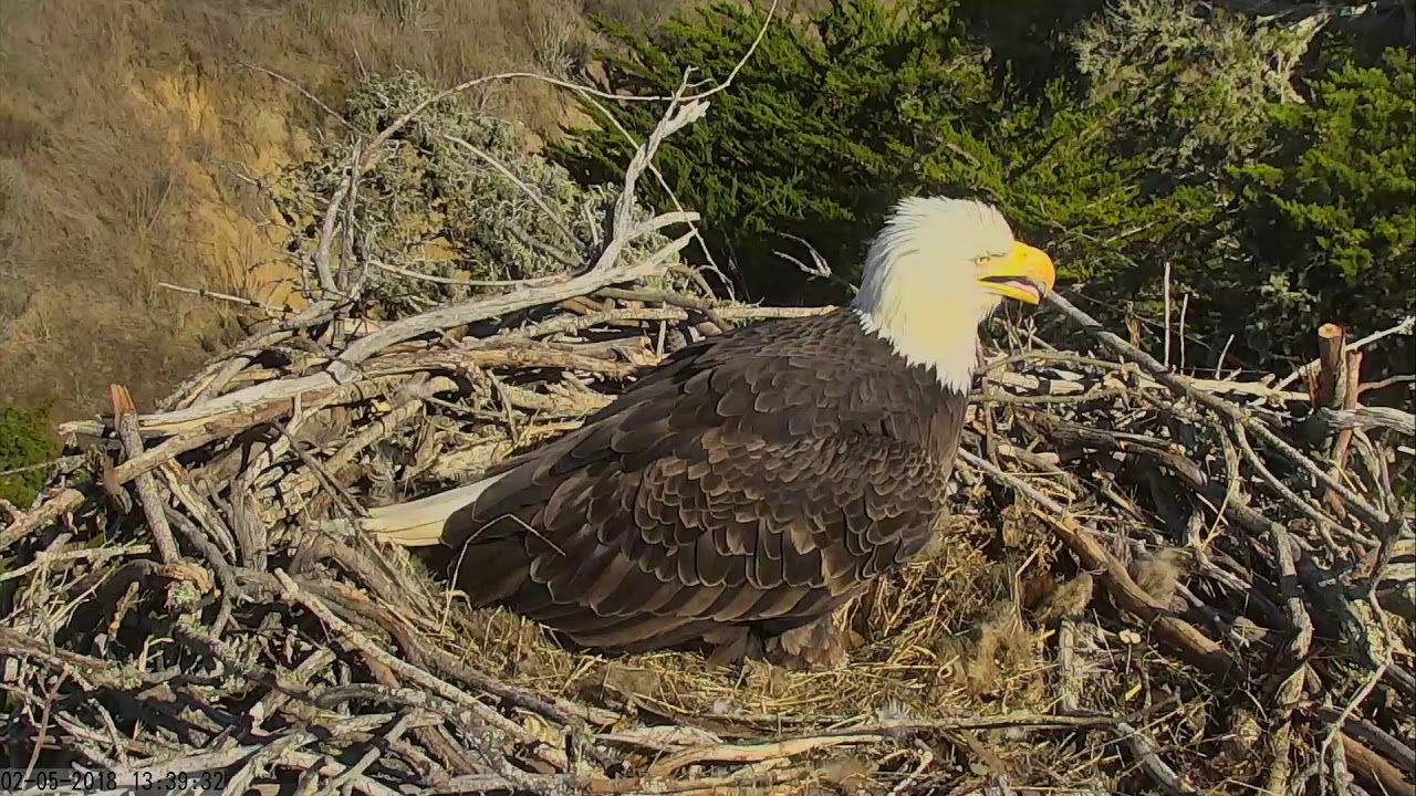 Sauces Bald Eagles Channel Islands Cam 02052018 133247 140231