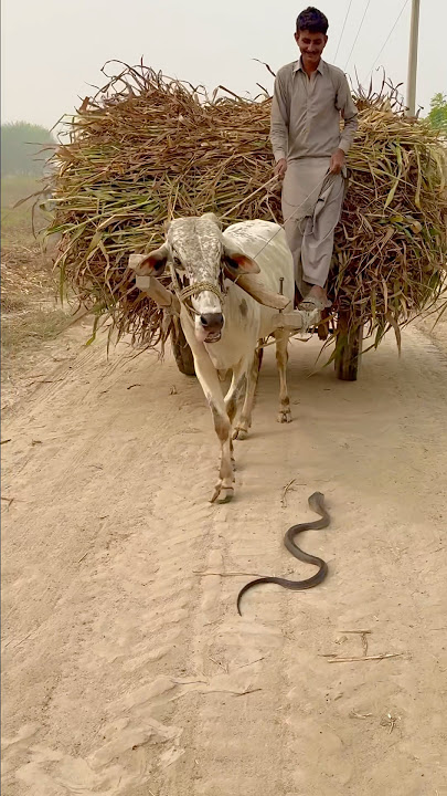 Cobra 🐍 in front bull ready