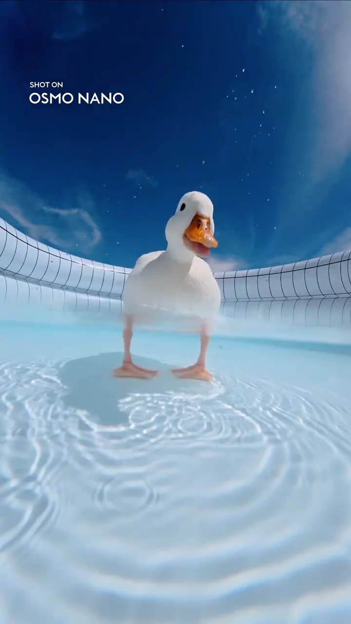 悶絶級に可愛いアヒルちゃんに大接近🦆💛。#osmonano - YouTube