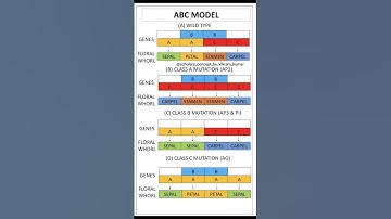 ABC Model 🍀#floral_genes #flower_development #plant_development #csir2023 #csirjrf #education #study