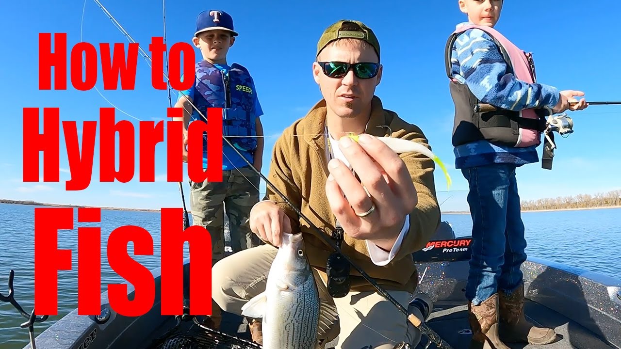How to Catch Hybrid Bass Hybrid Fishing Tips and Techniques Fishing