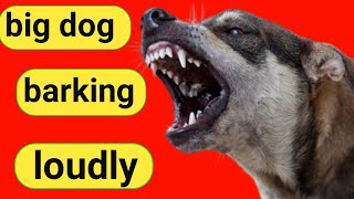 Angry Dogs Barking Sound | Loud Dog Barking | Dog Barking Sound | Dog Sound | Dog Barking