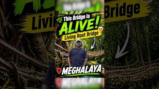 Meghalaya's Living Root Bridge | Facts You Didn't Know! #meghalaya #cherrapunji #livingrootbridge