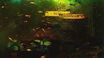 24/7 Guppy Aquarium Stream #relax #zen #meditate