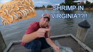 Catching SHRIMP With A Cast Net in Virginia - Yes, They Are Here!! 