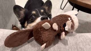 Corgi Playing With Beaver Toy