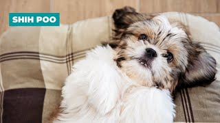 Shih Poo | Poodle  Shih Tzu Mix