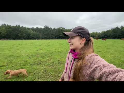 I found a new calf in the pasture! 😍 Rites 🐂 / VLOG