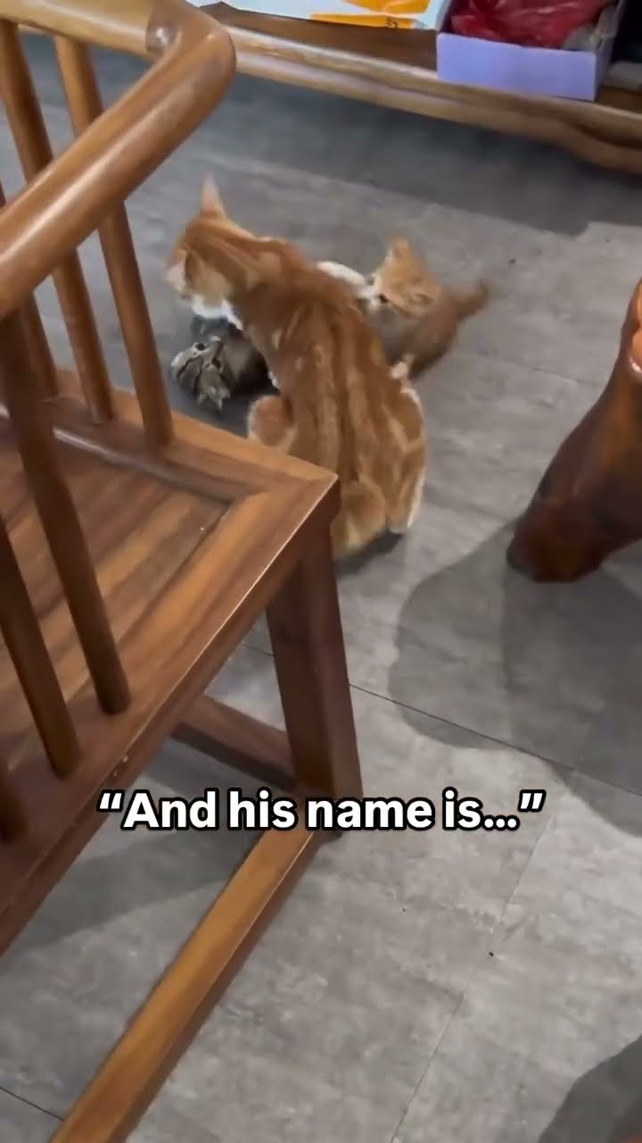 Kittyo don’t stand no bullying he like pick on someone else