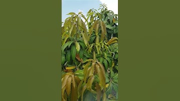 Sau khi đổ Paclo xoài đi đọt thì làm sao? #shorts