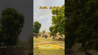 Sij Ubhri Waya Tun Na Aaen Pireen