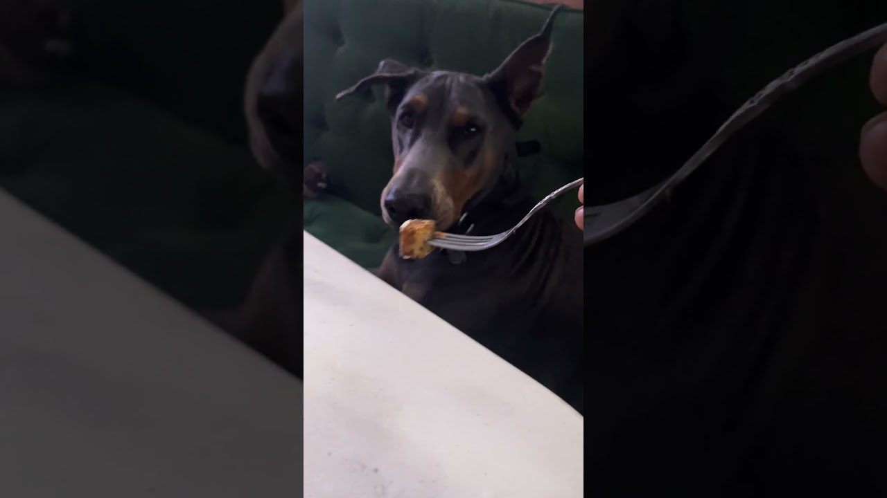 Dinner with Violet .. #doberman #boatlife  #pets #funny #petsofyoutube