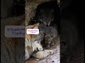 Из жизни волков