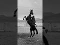 horse jump